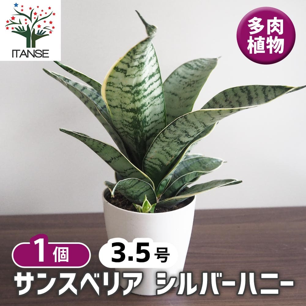 サンスベリア シルバーハニー 【多肉植物 3.5号／1個売り】
