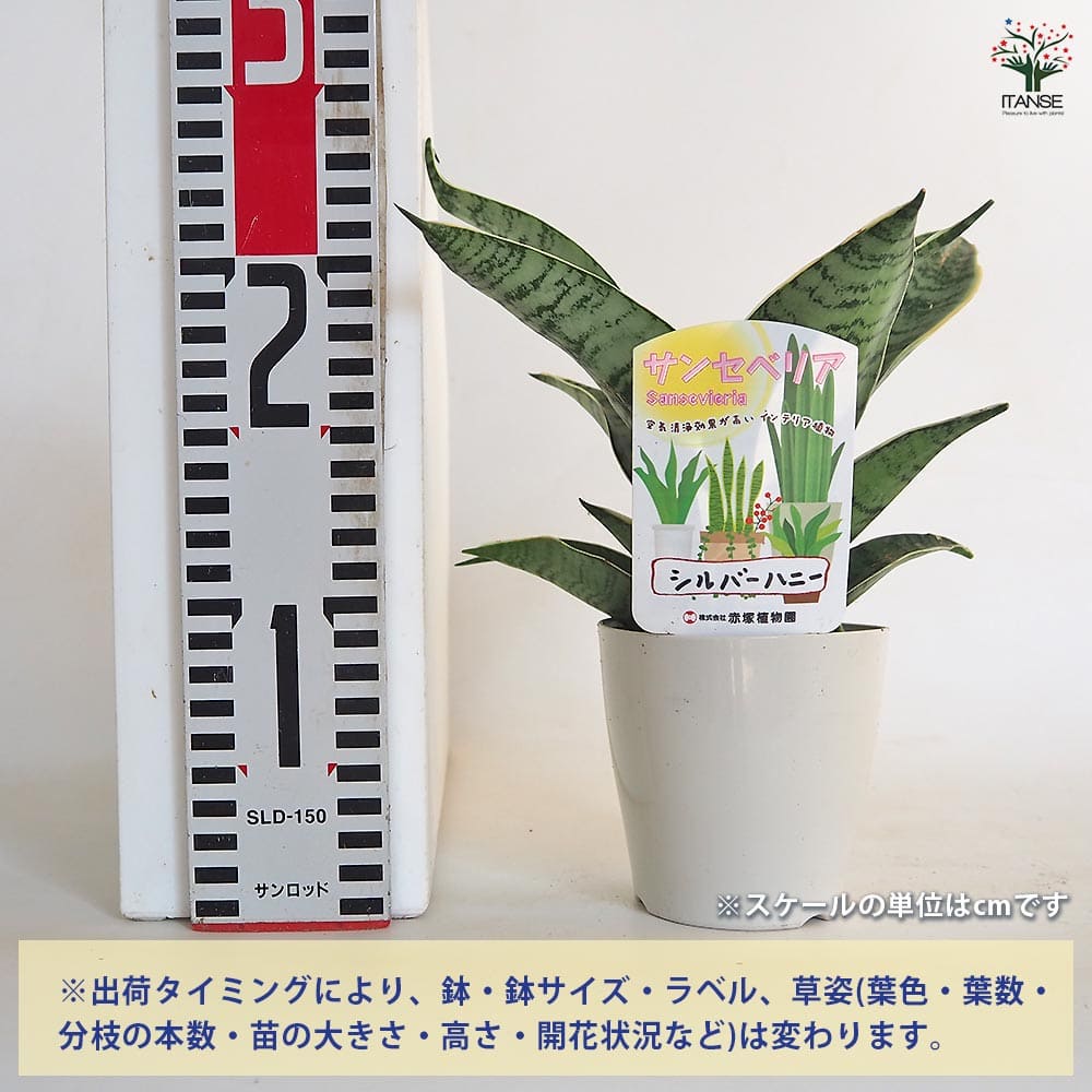 サンスベリア シルバーハニー 【多肉植物 3.5号／1個売り】