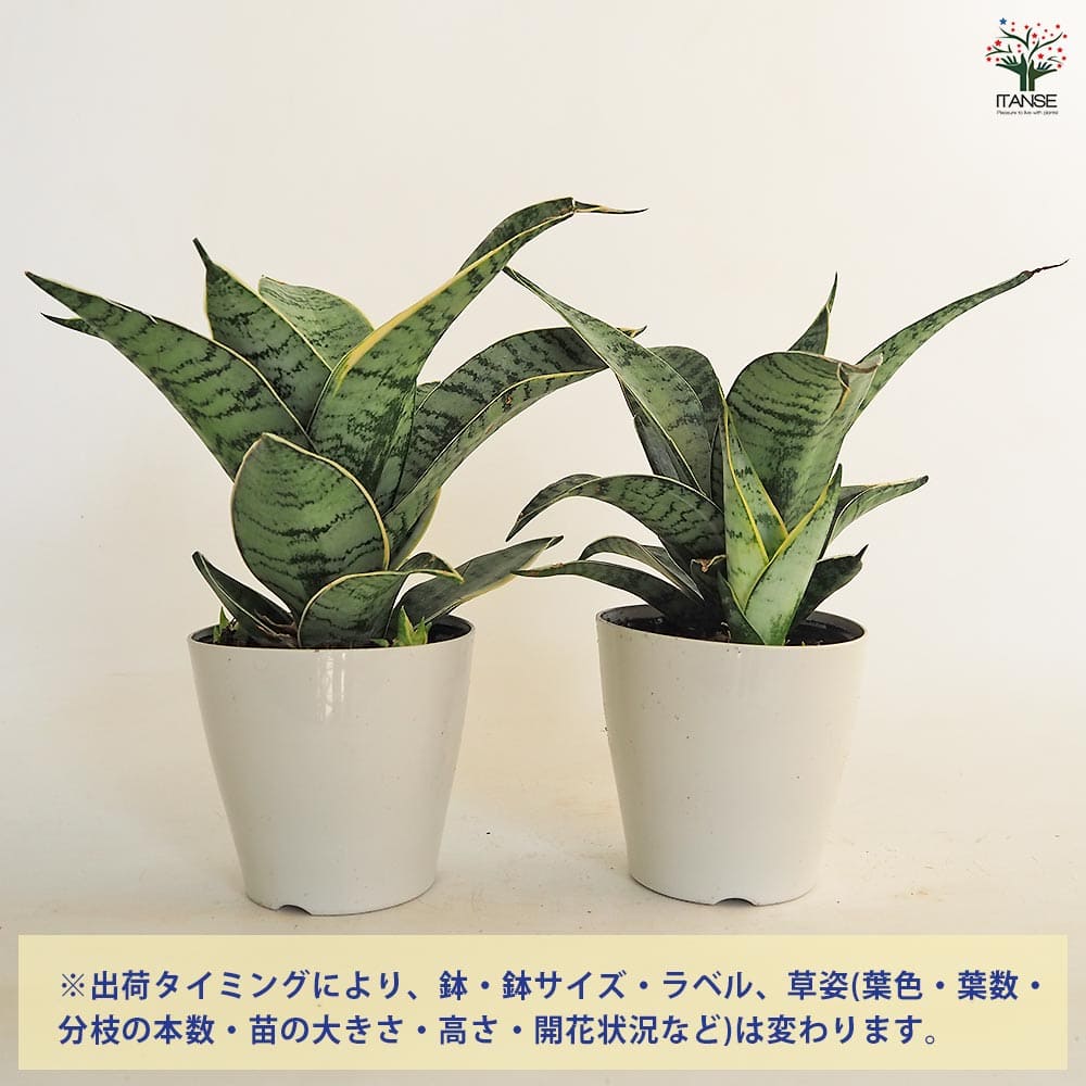 サンスベリア シルバーハニー 【多肉植物 3.5号／1個売り】