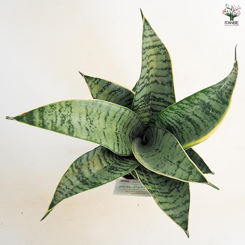 サンスベリア シルバーハニー 【多肉植物 3.5号／1個売り】