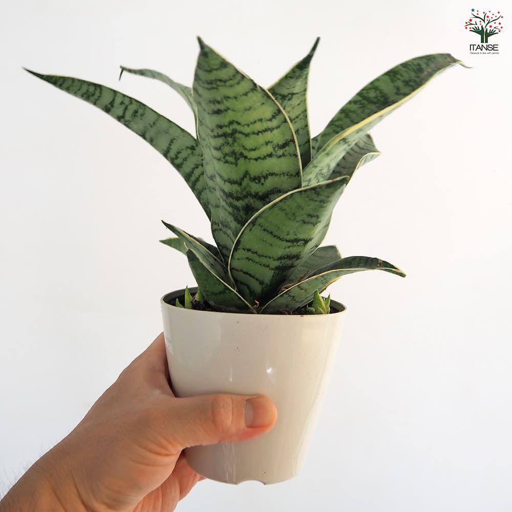 サンスベリア シルバーハニー 【多肉植物 3.5号／1個売り】