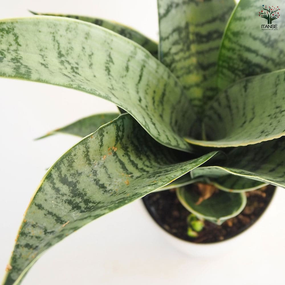 サンスベリア シルバーハニー 【多肉植物 3.5号／1個売り】