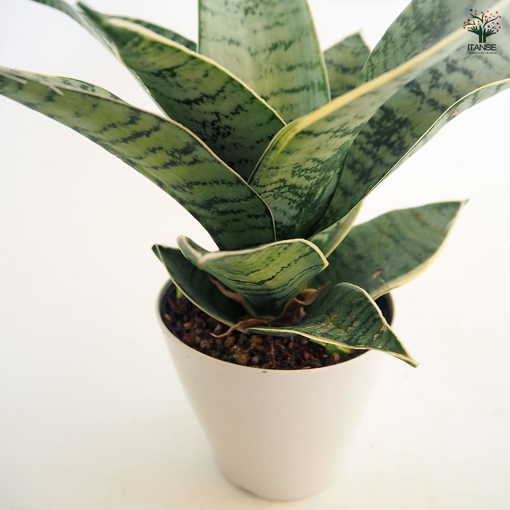 サンスベリア シルバーハニー 【多肉植物 3.5号／1個売り】