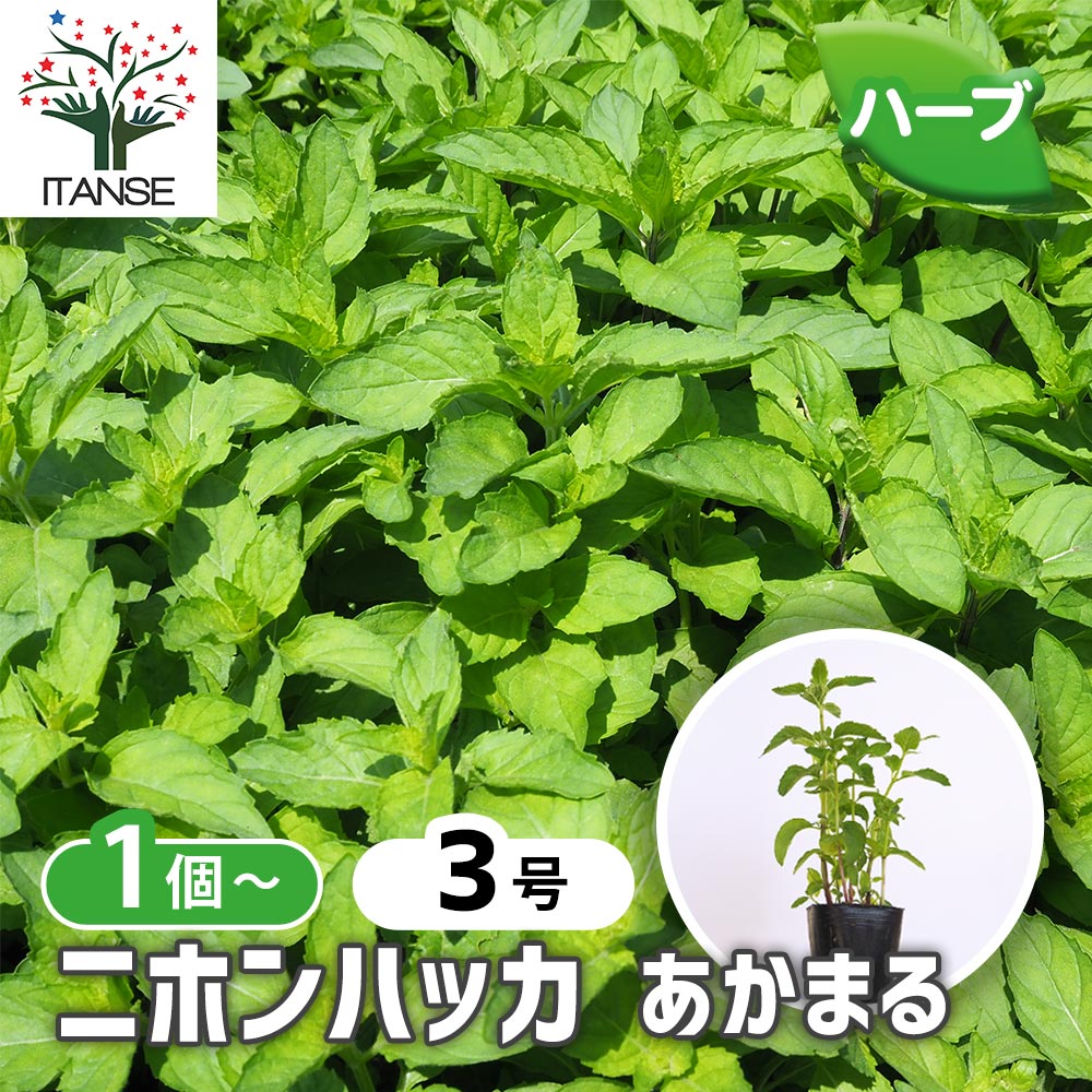和ハッカ　抜き苗 3本　匿名配送 和ハッカ 抜き苗 3本 匿名配送