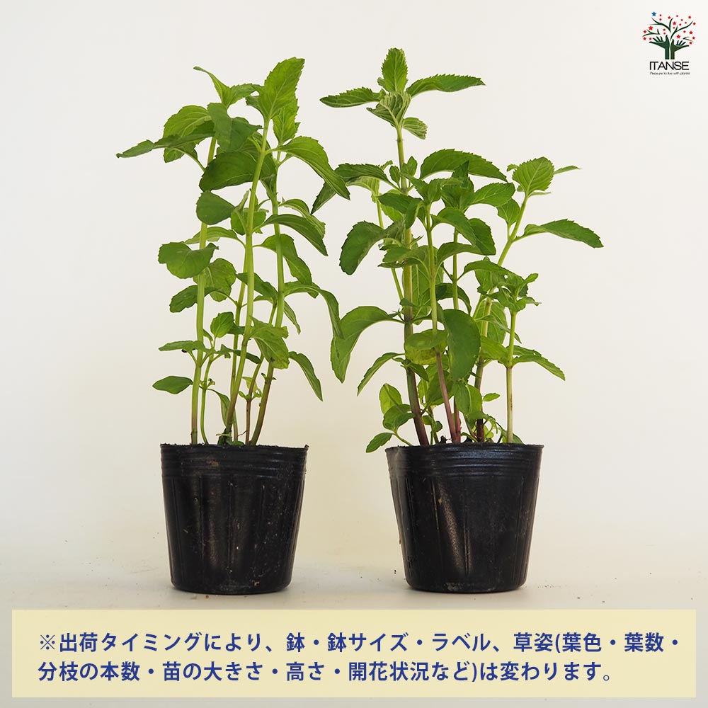 ニホンハッカ あかまる 【ハーブの苗 3号】