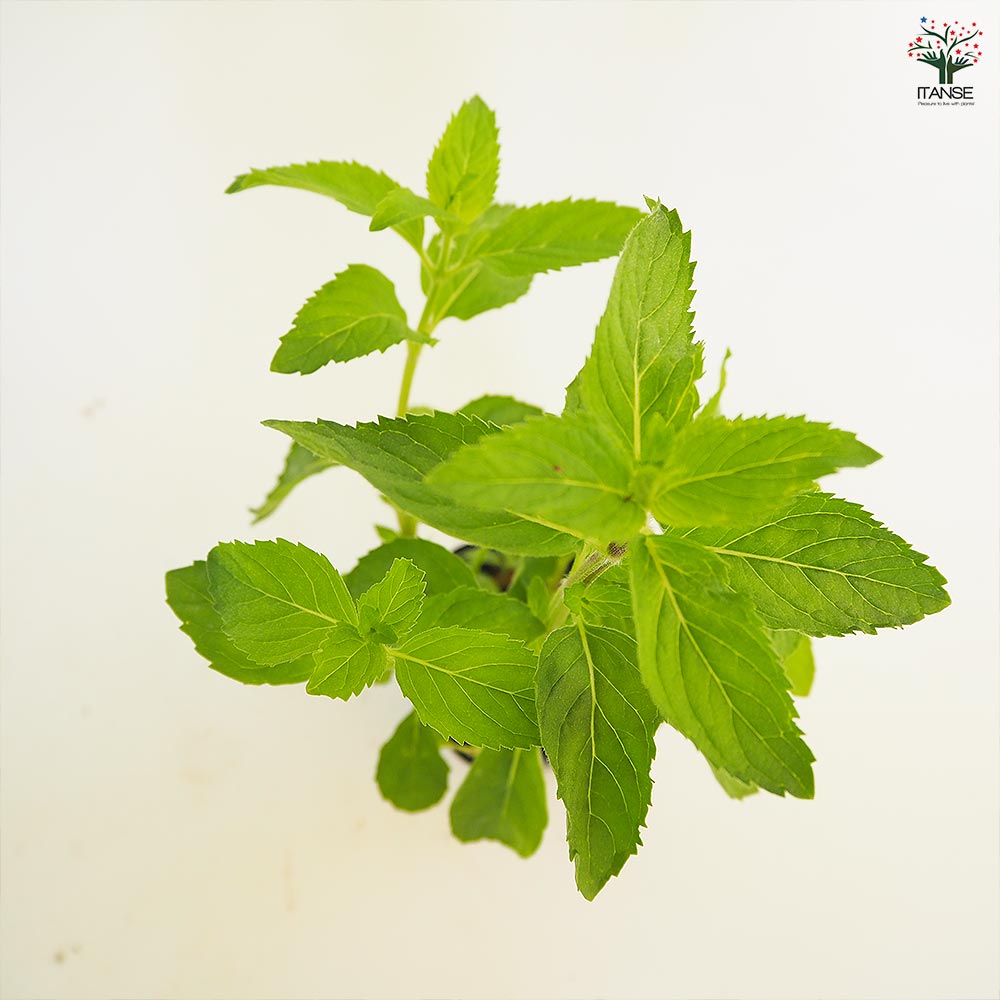 ニホンハッカ あかまる 【ハーブの苗 3号】｜ 【植物の