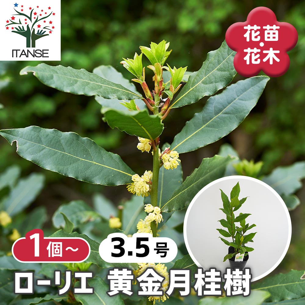 月桂樹さん専用 月桂樹の苗木 黄金月桂樹 【花木苗 3.5号】｜ 【植物の