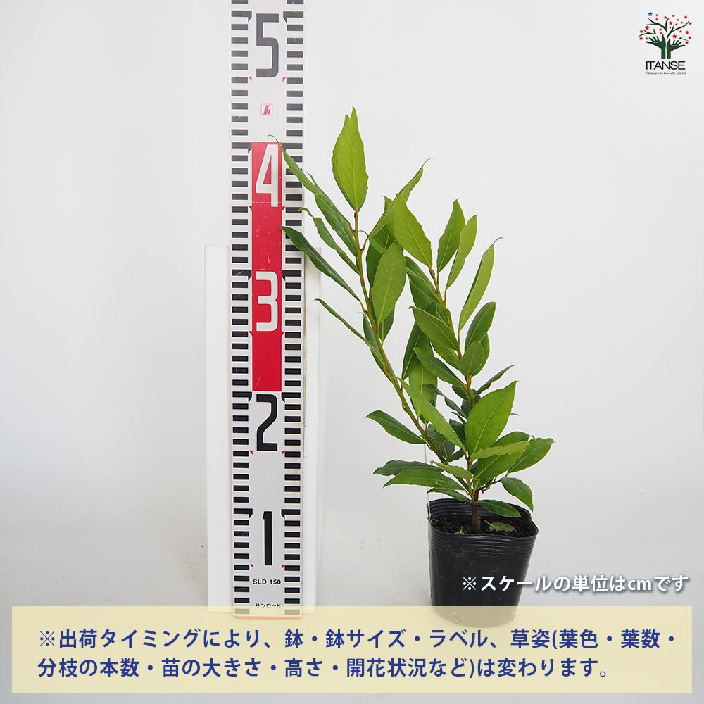 月桂樹の苗木 黄金月桂樹 【花木苗 3.5号】｜ 【植物のITANSE