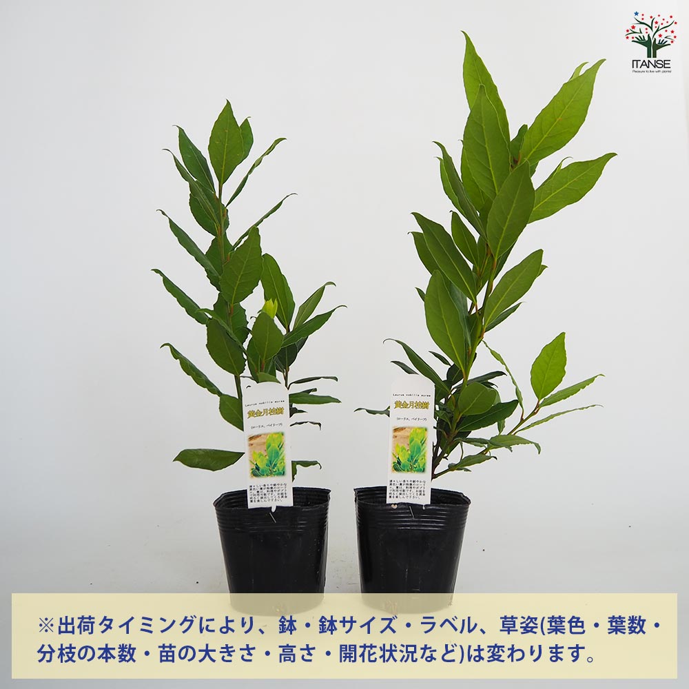 月桂樹さん専用 月桂樹の苗木 黄金月桂樹 【花木苗 3.5号】｜ 【植物の