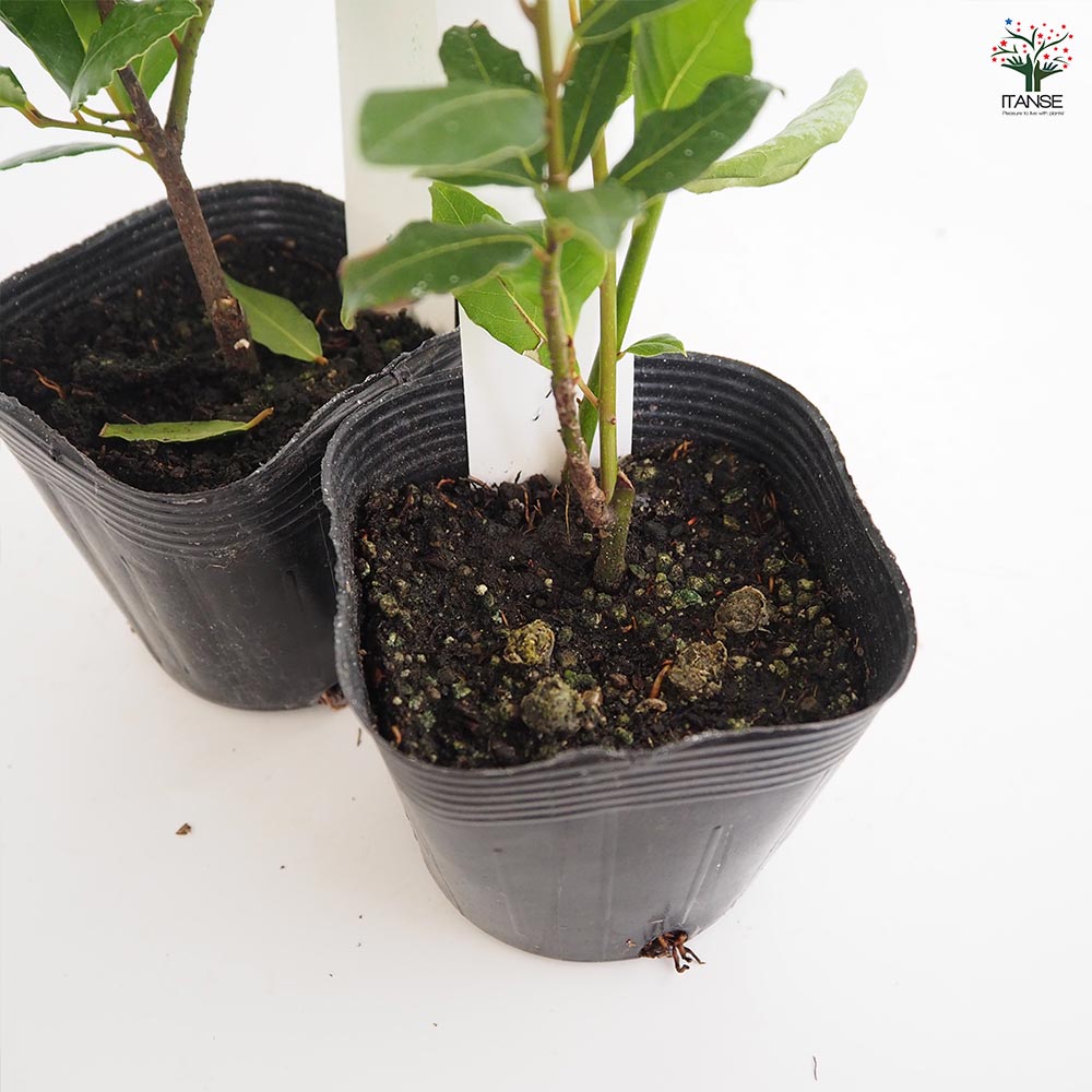 月桂樹の苗木 黄金月桂樹 【花木苗 3.5号】｜ 【植物の