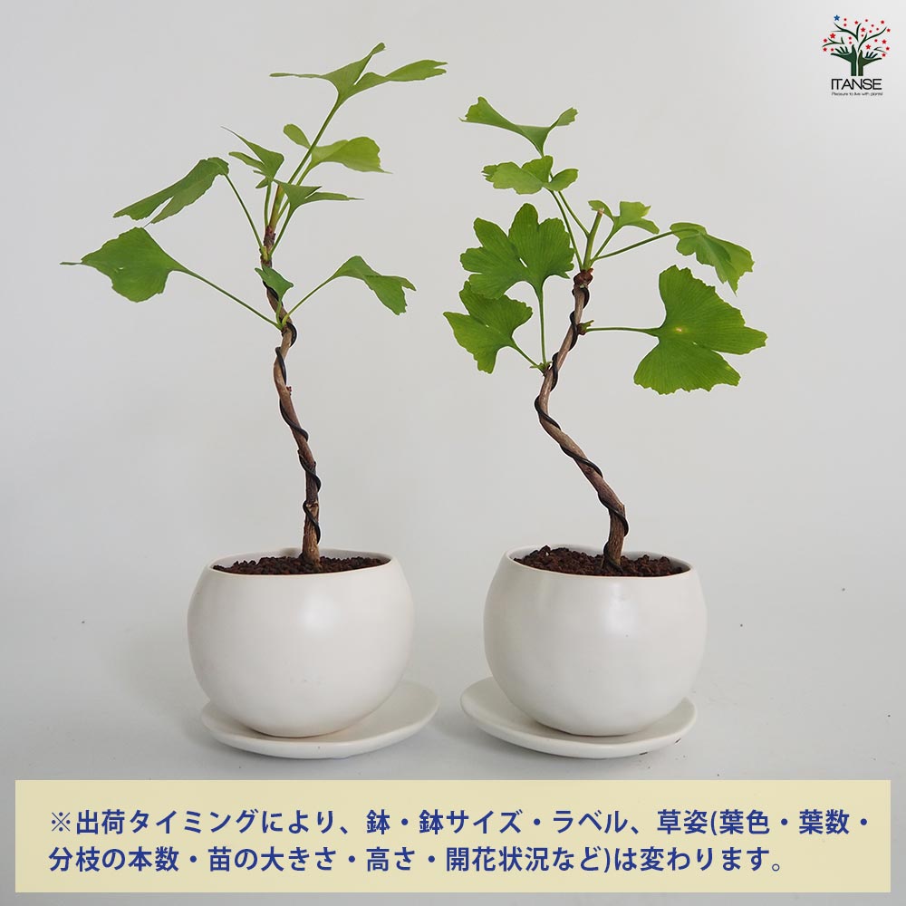 三河盆栽　イチョウ　盆栽 実付き 楽天市場】盆栽 ミニ盆栽 「実成りいちょう」 : BONSAI 彩都 楽天市場店