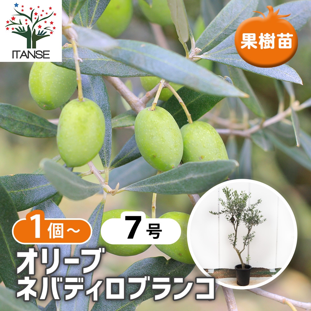 オリーブの苗木 品種：ネバディロブランコ【果樹の苗木 7号鉢／1個売り