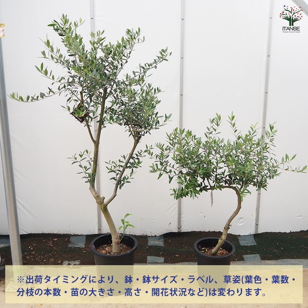 オリーブの苗木 品種：ネバディロブランコ【果樹の苗木 7号鉢／1個売り