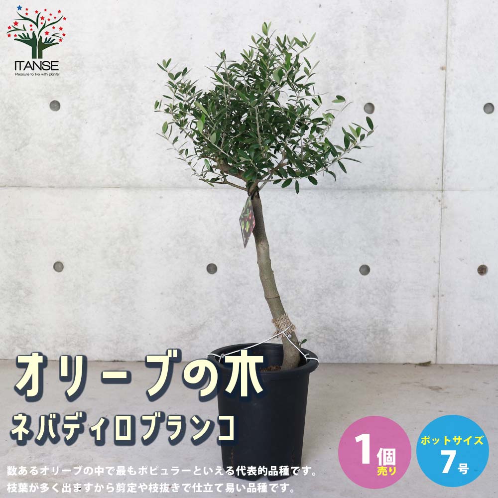 オリーブの苗木 品種：ネバディロブランコ【果樹の苗木 7号鉢