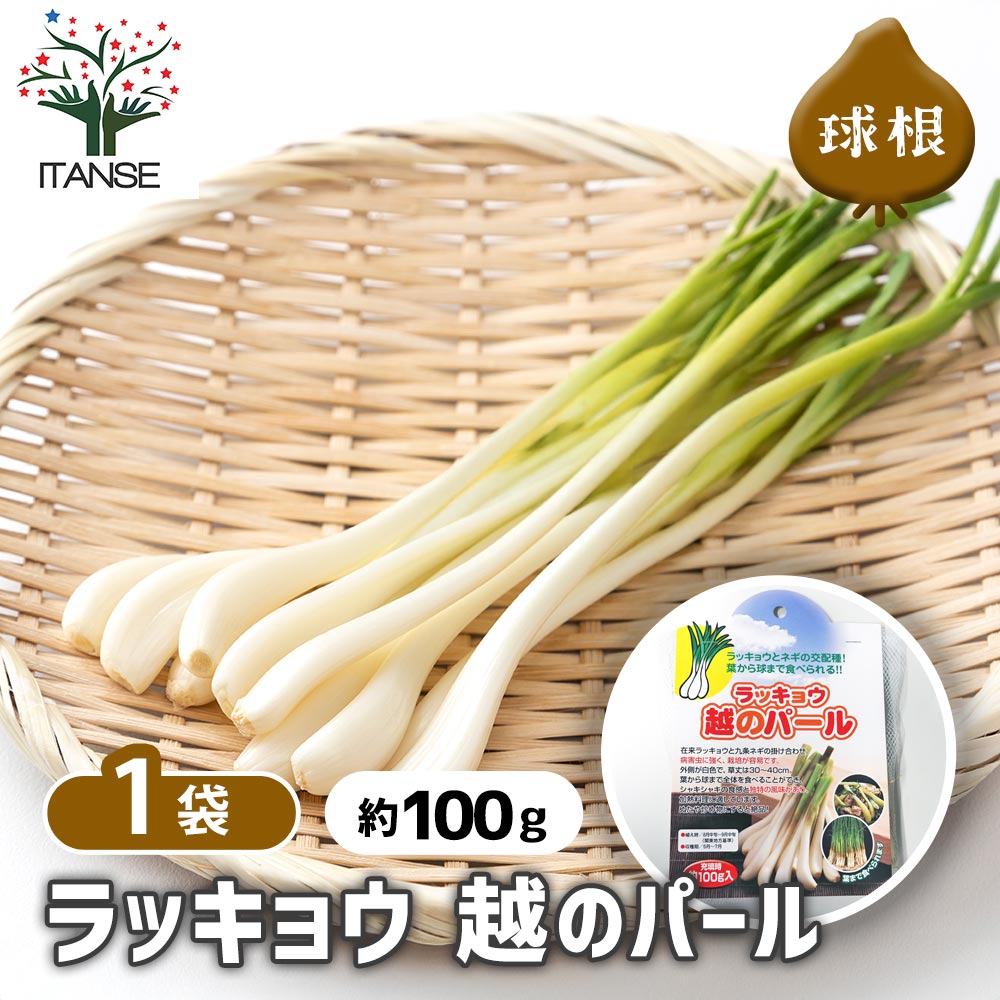 ラッキョウ 越のパール 【野菜球根 充填時100g /1個売り】