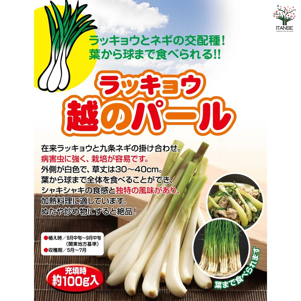 ラッキョウ 越のパール 【野菜球根 充填時100g /1個売り】