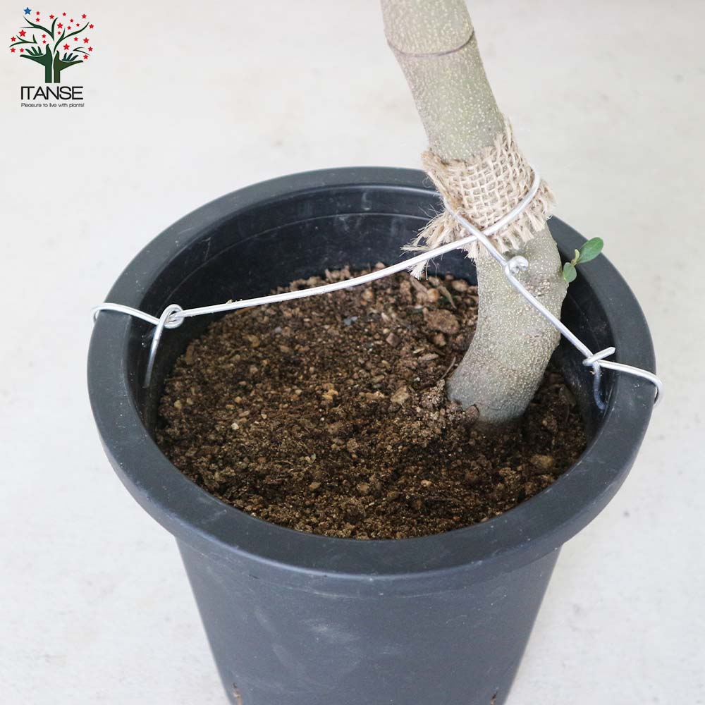 オリーブの苗木 品種：ネバディロブランコ【果樹の苗木 7号鉢／1個売り】