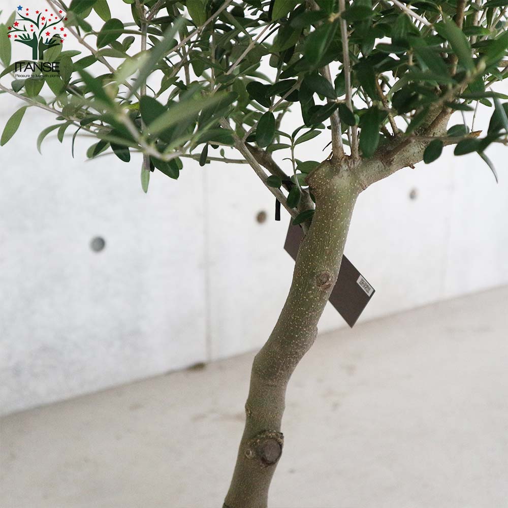 オリーブの苗木 品種：ネバディロブランコ【果樹の苗木 7号鉢／1個売り】