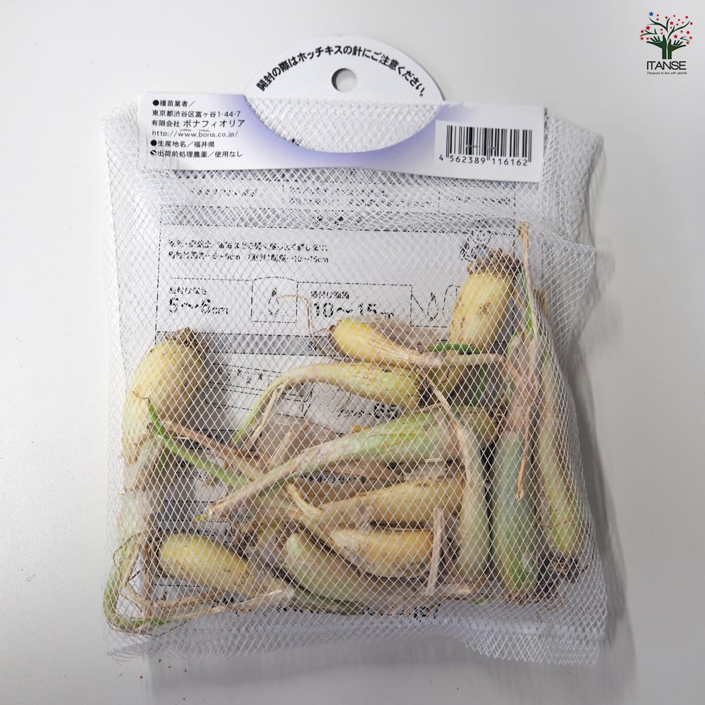 ラッキョウ 越のパール 【野菜球根 充填時100g /1個売り】
