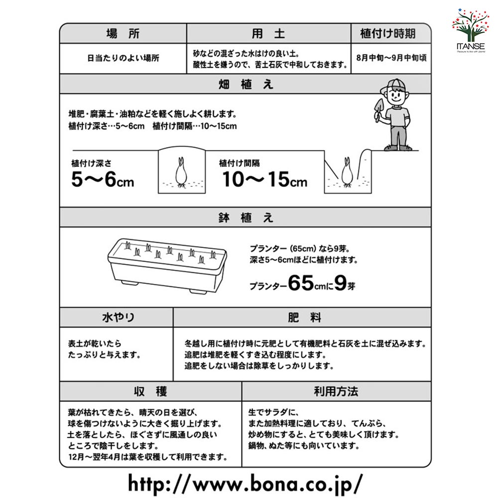 ラッキョウ 越のパール 【野菜球根 充填時100g /1個売り】