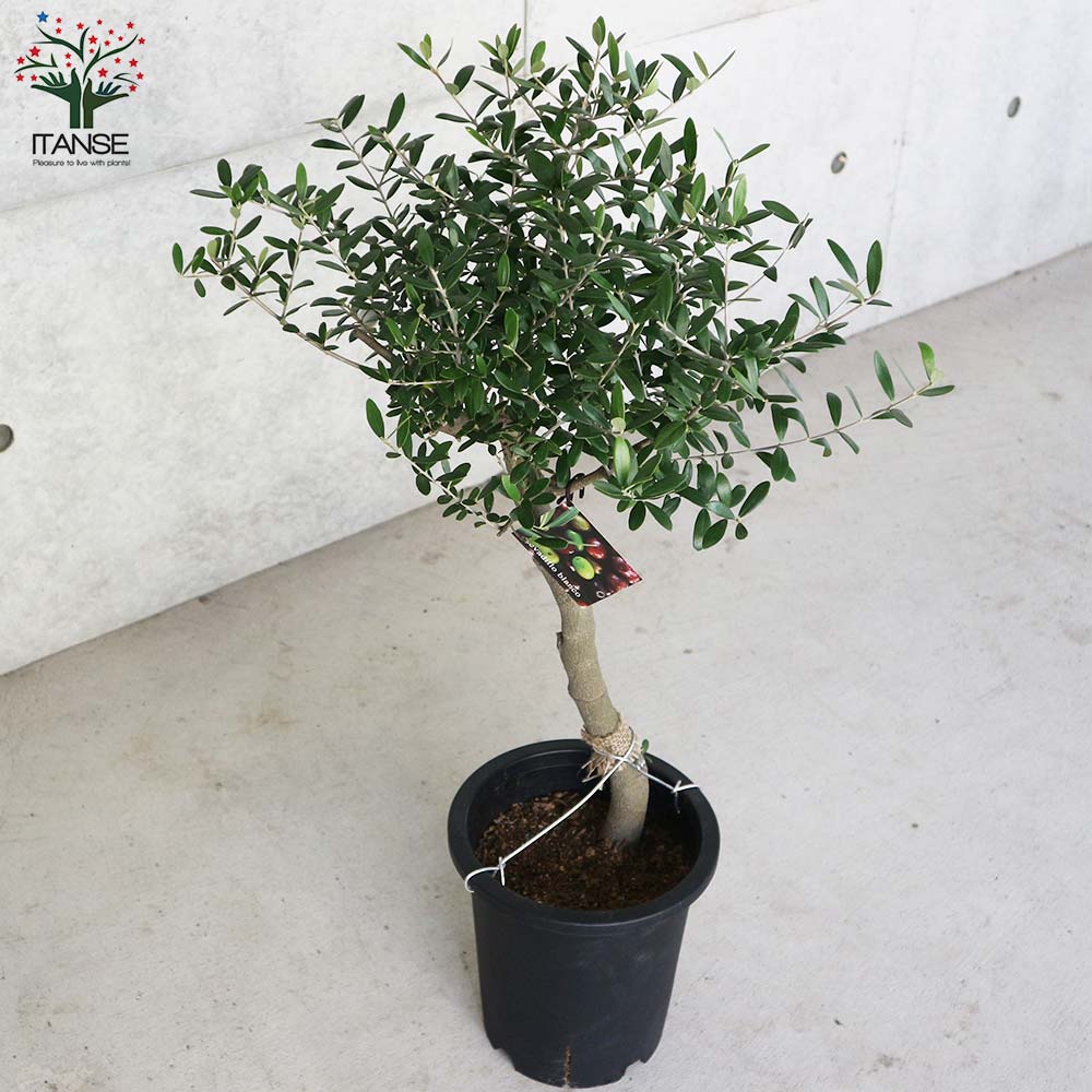 ITANSE良品セレクト通販