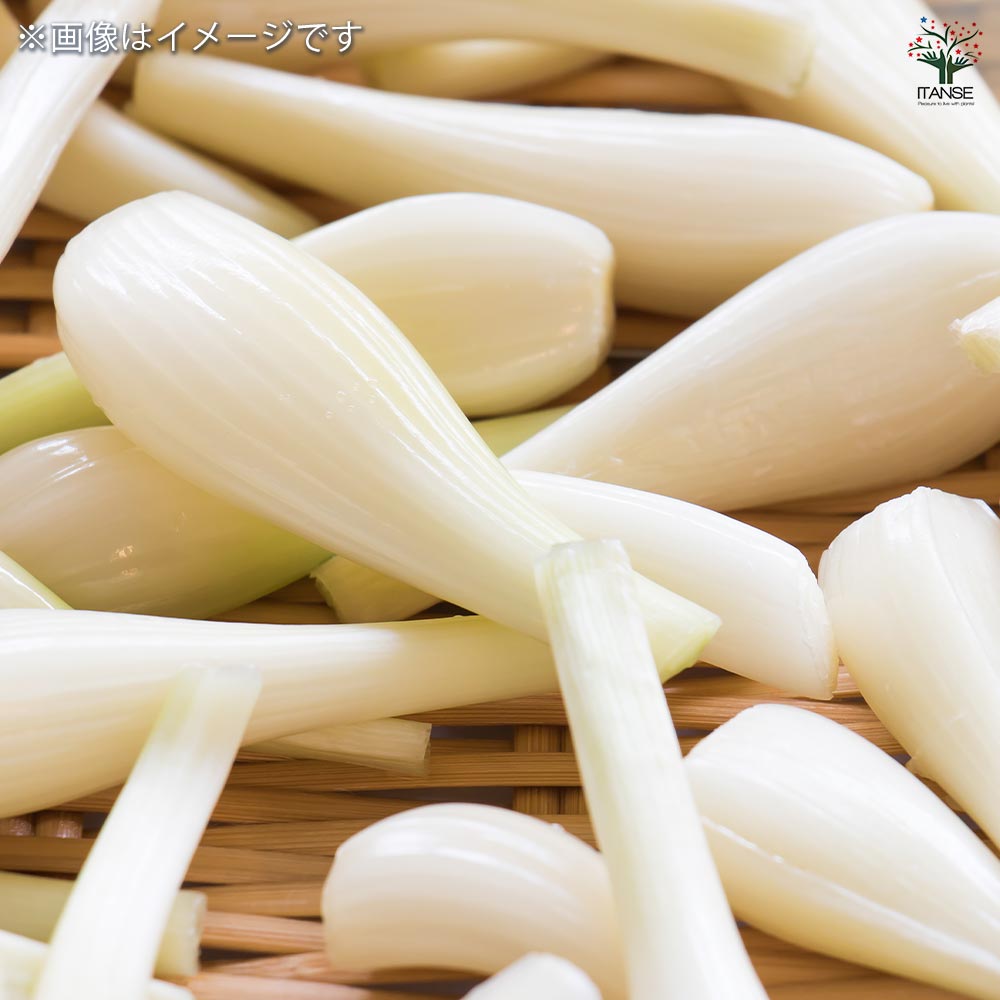 ラッキョウ 越のパール 【野菜球根 充填時100g /1個売り】