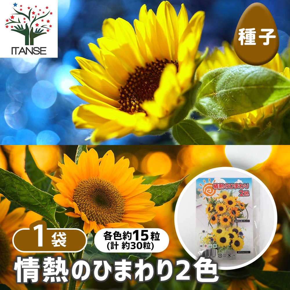 種子 情熱のひまわり 【 各約15粒／1袋売り】｜ 【植物のITANSE