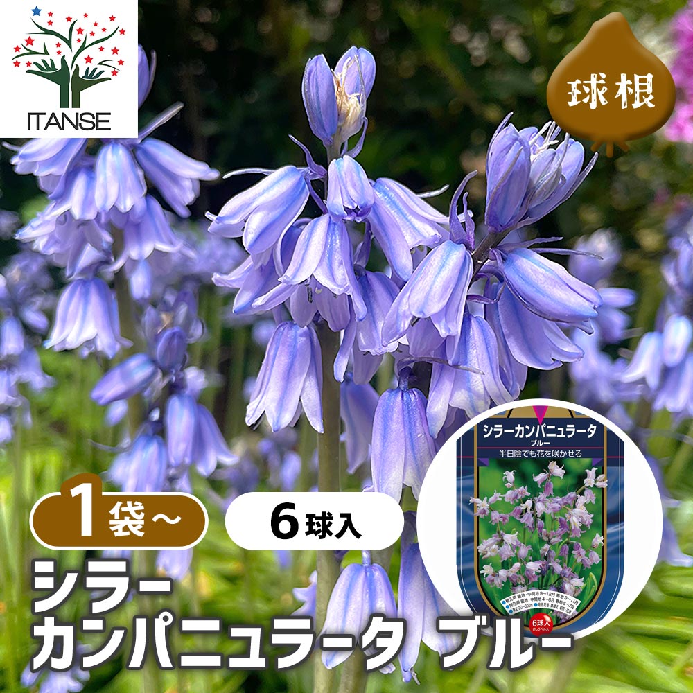 シラー カンパニュラータ ブルー