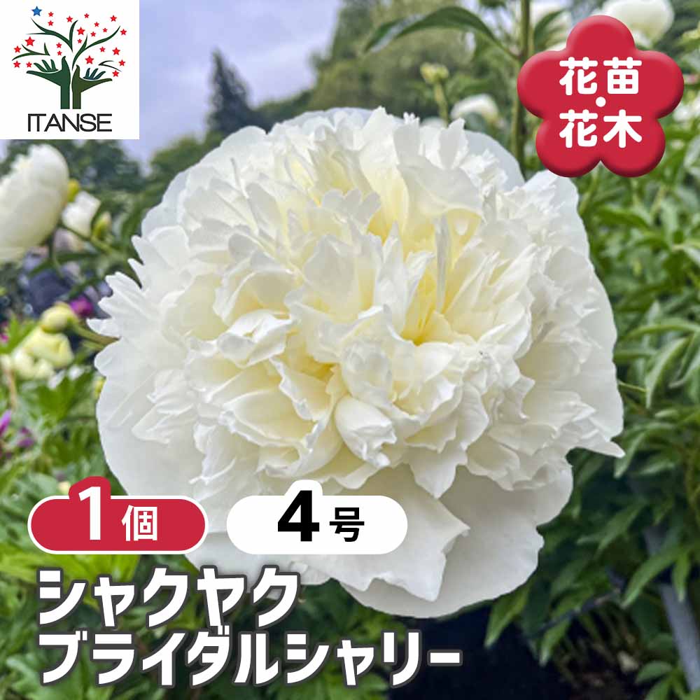 シャクヤク ブライダルシャリー 【花木苗 4号／1個売り】