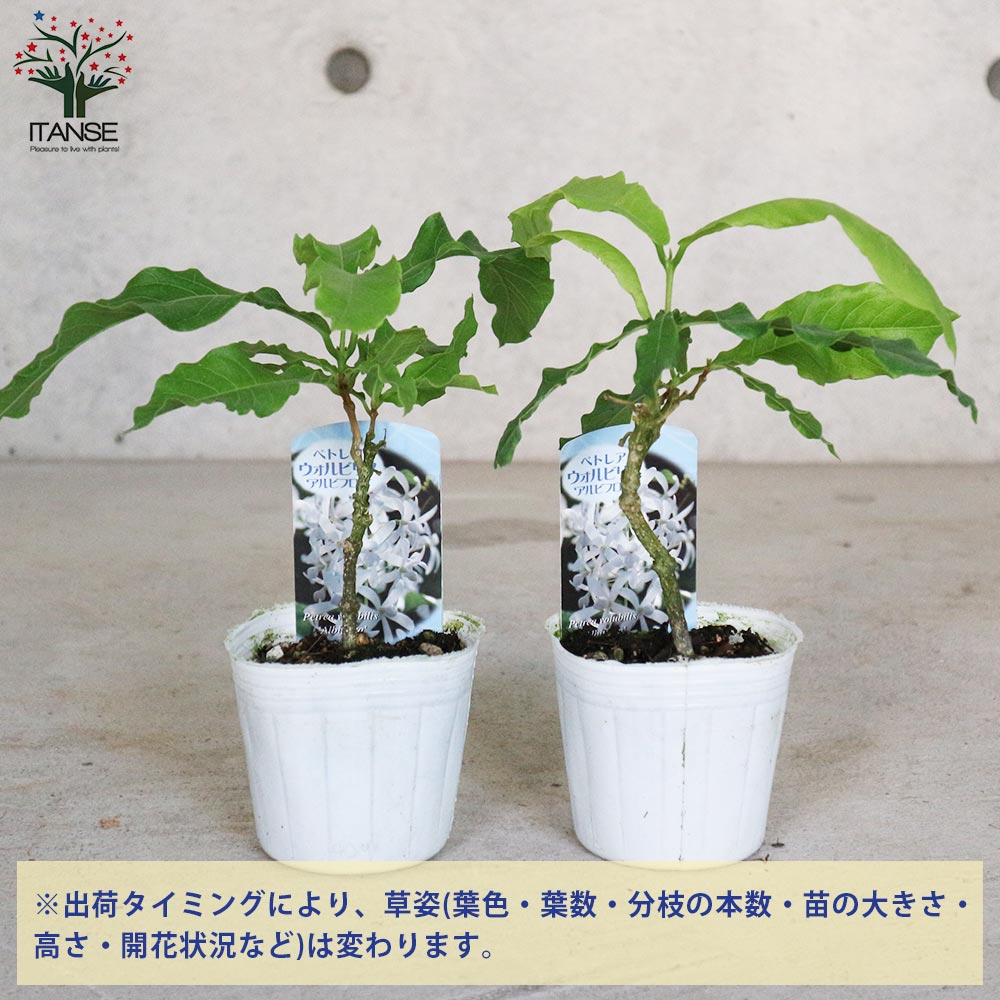 ペトレア白　大苗 ペトレア白 大苗