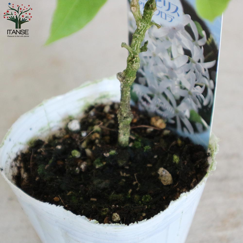 ペトレア白　大苗 ペトレア白 大苗 ペトレア白 大苗