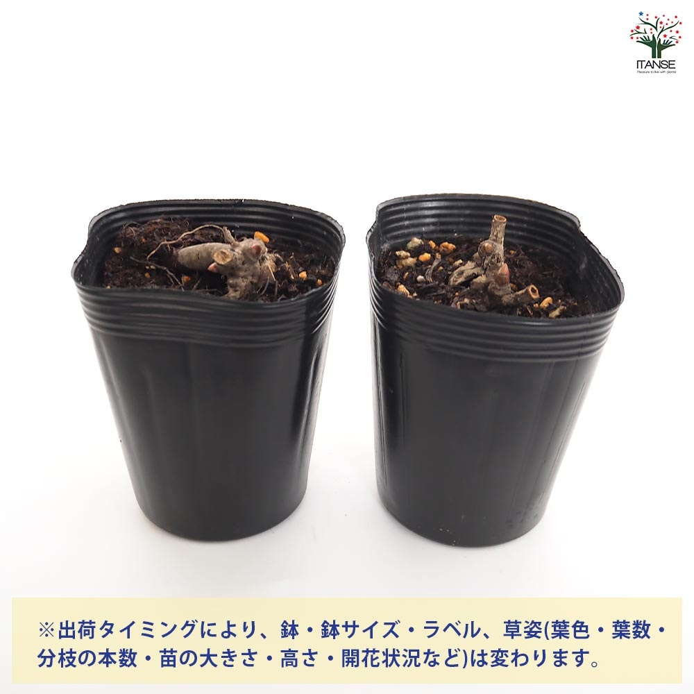 シャクヤク ブライダルシャリー 【花木苗 4号／1個売り】