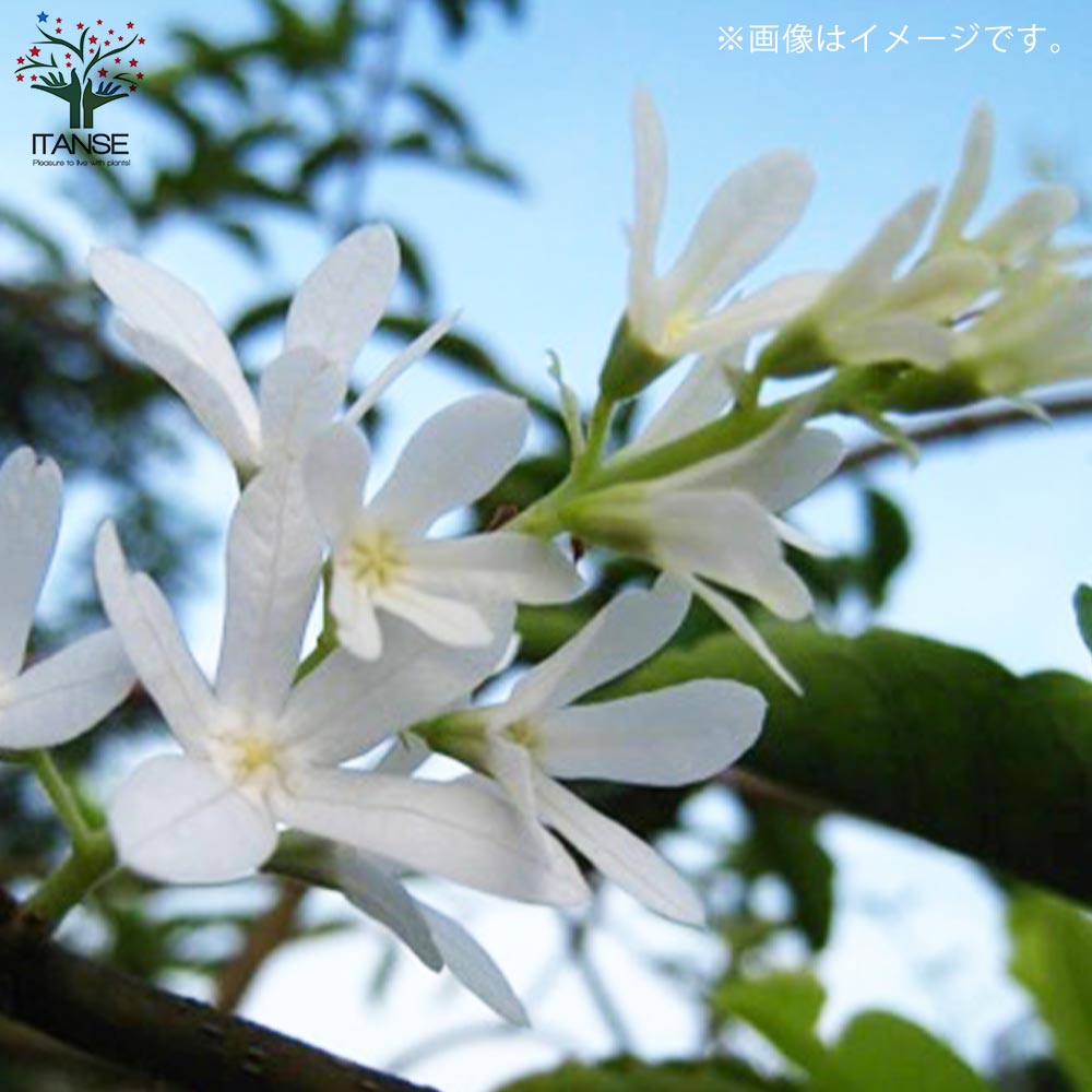 ペトレア白　大苗 ペトレア白 大苗