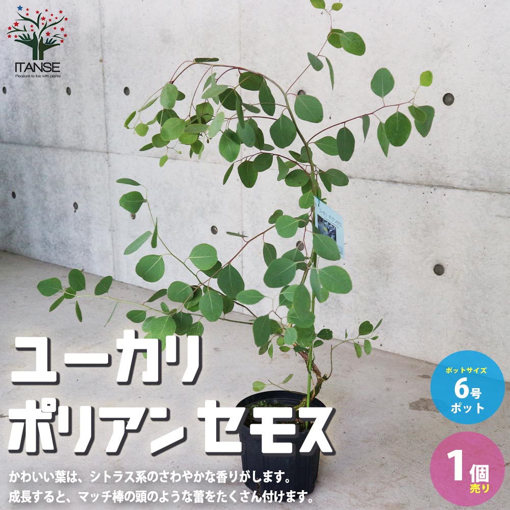 ユーカリ ポリアンセモス