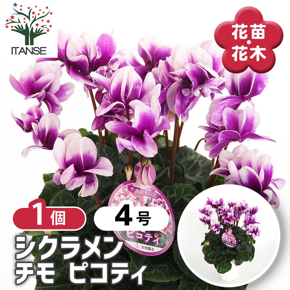 シクラメン チモ ピコティ 【花苗 4号／1個売り】