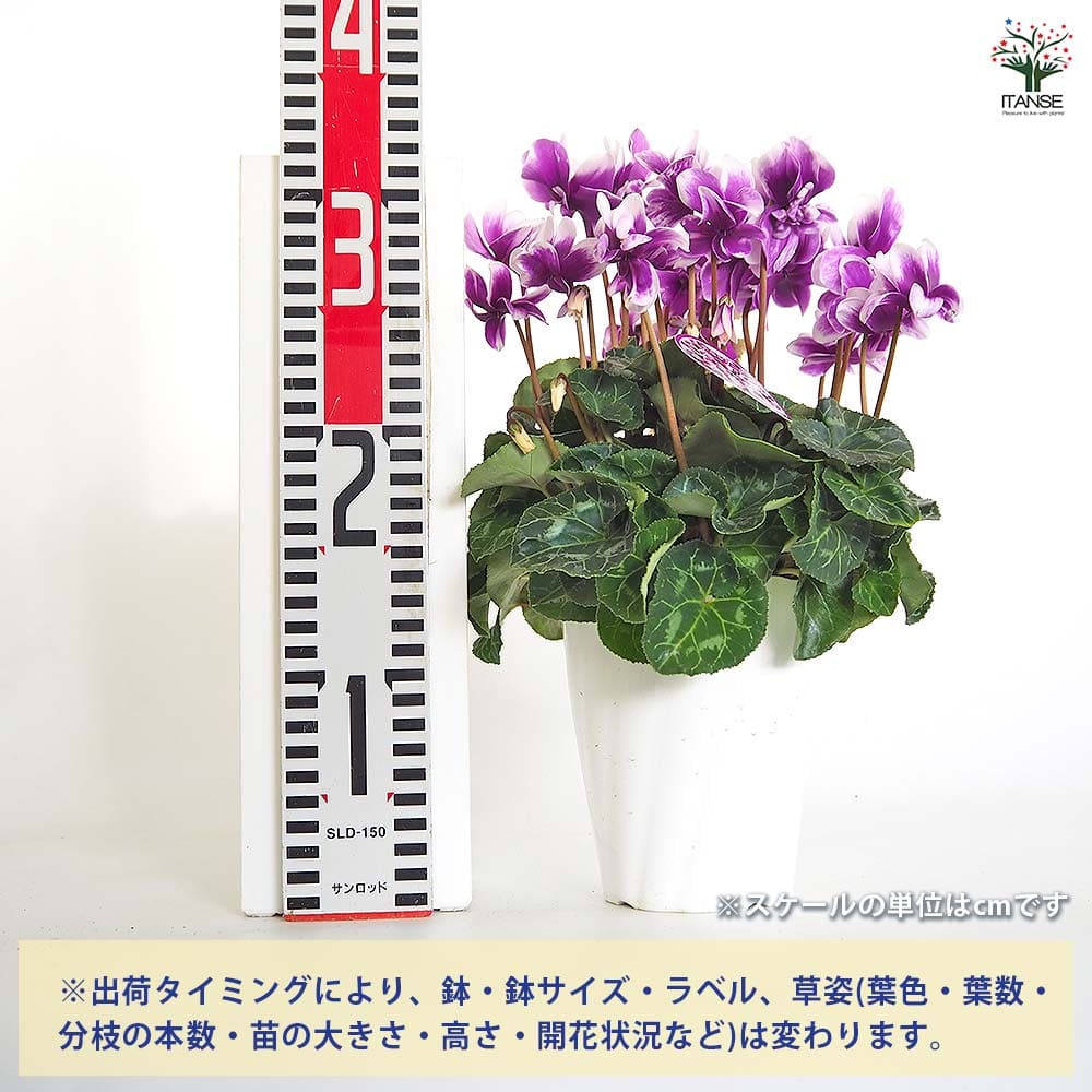 シクラメン チモ ピコティ 【花苗 4号／1個売り】