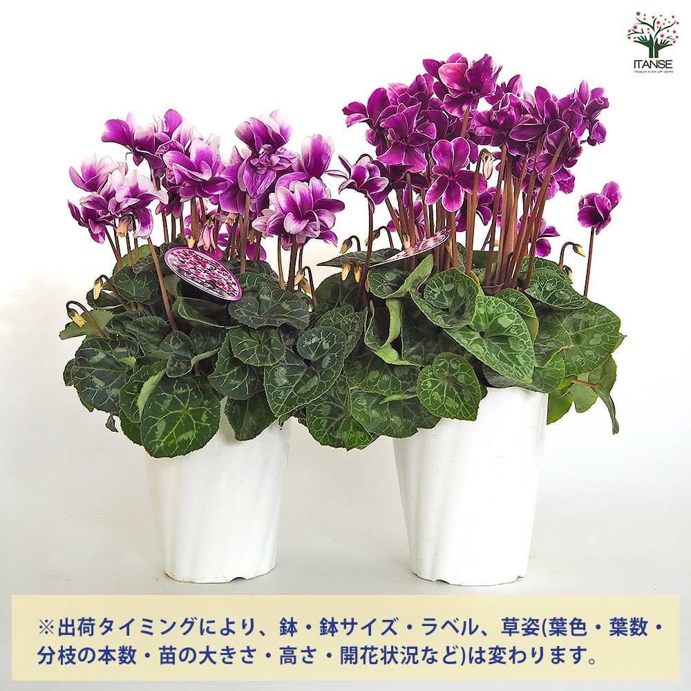 シクラメン チモ ピコティ 【花苗 4号／1個売り】｜ 【植物の