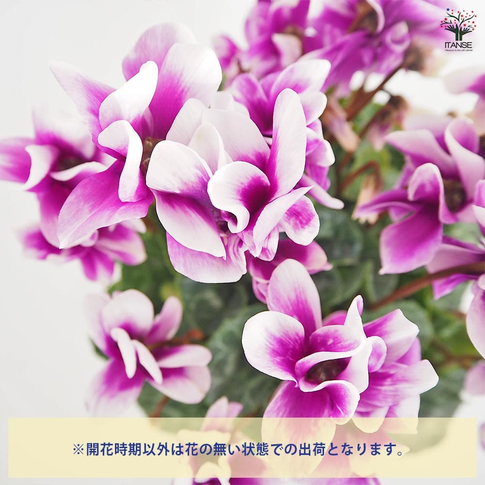 シクラメン チモ ピコティ 【花苗 4号／1個売り】