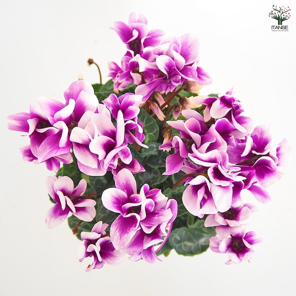 シクラメン チモ ピコティ 【花苗 4号／1個売り】