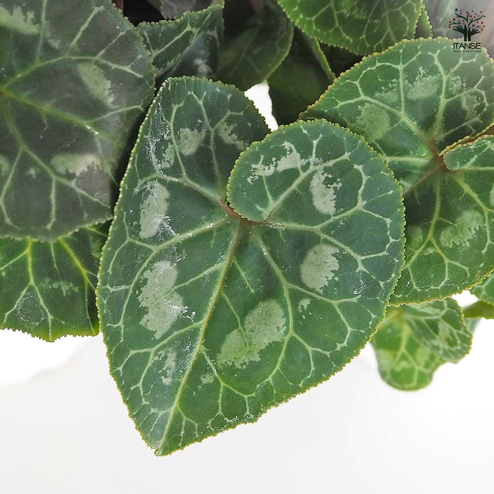 シクラメン チモ ピコティ 【花苗 4号／1個売り】