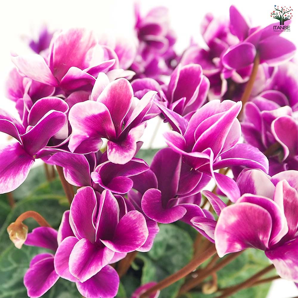 シクラメン チモ ピコティ 【花苗 4号／1個売り】