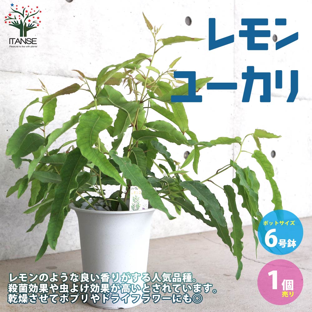 レモンユーカリ 【ハーブの苗 6号鉢 植木/1個売り】