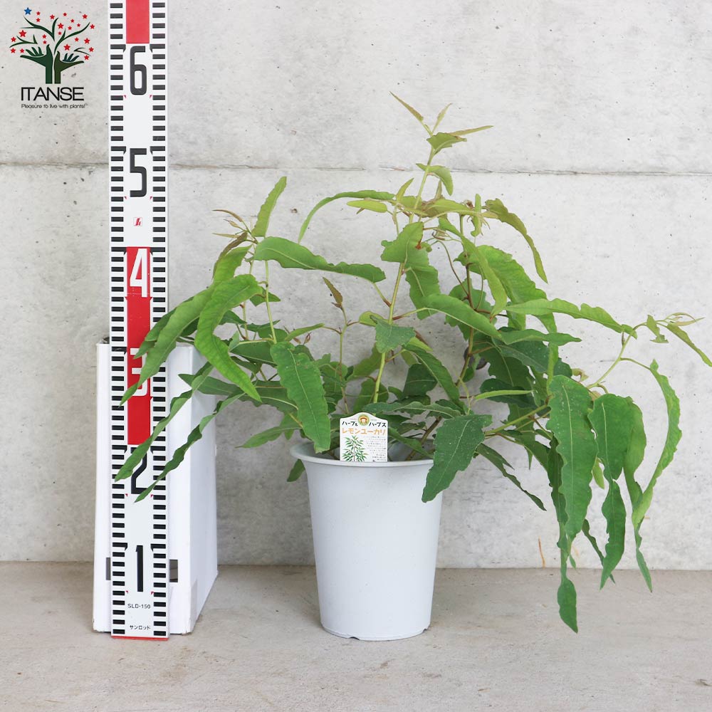 レモンユーカリ 【ハーブの苗 6号鉢 植木/1個売り】