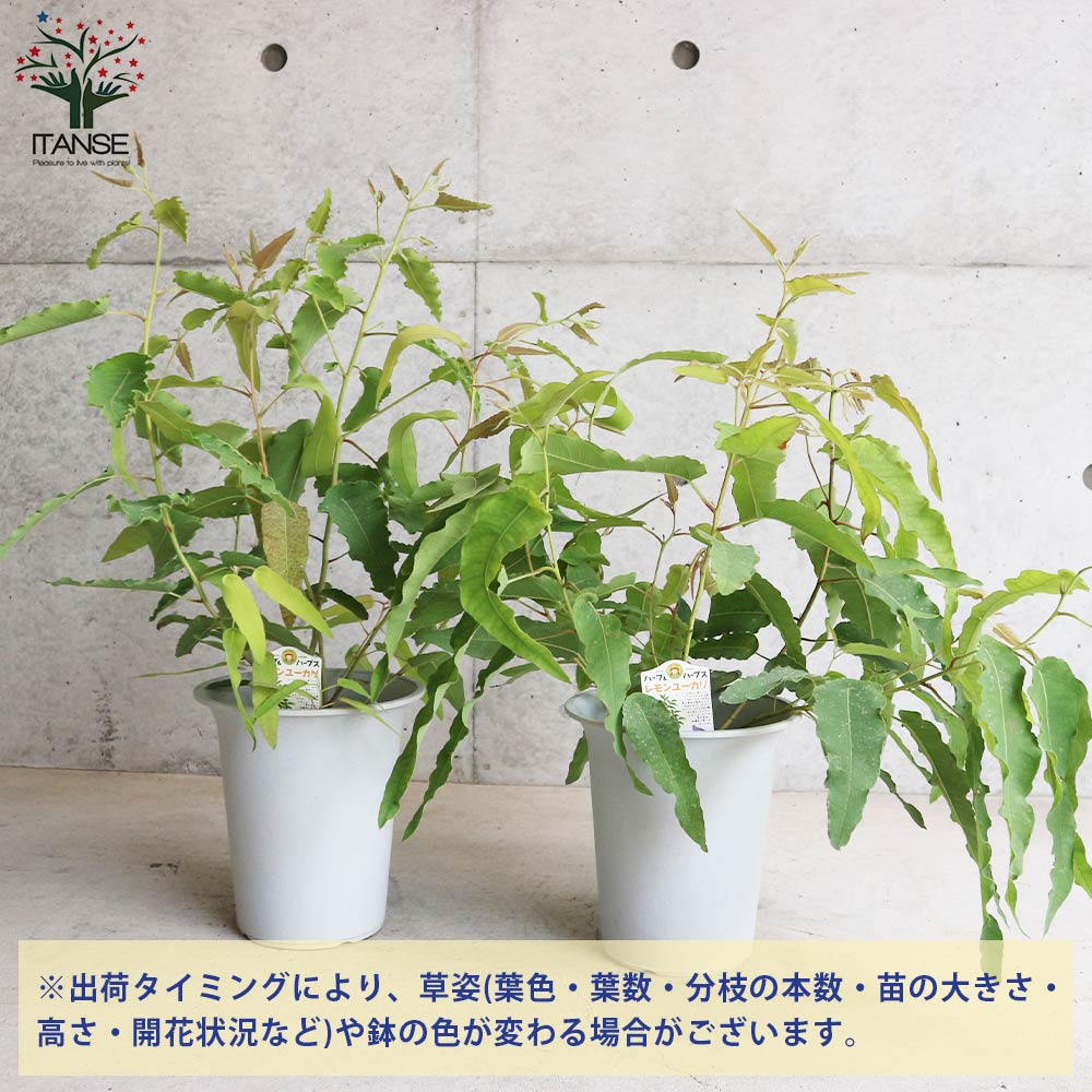 Itanse良品ｾﾚｸﾄ通販