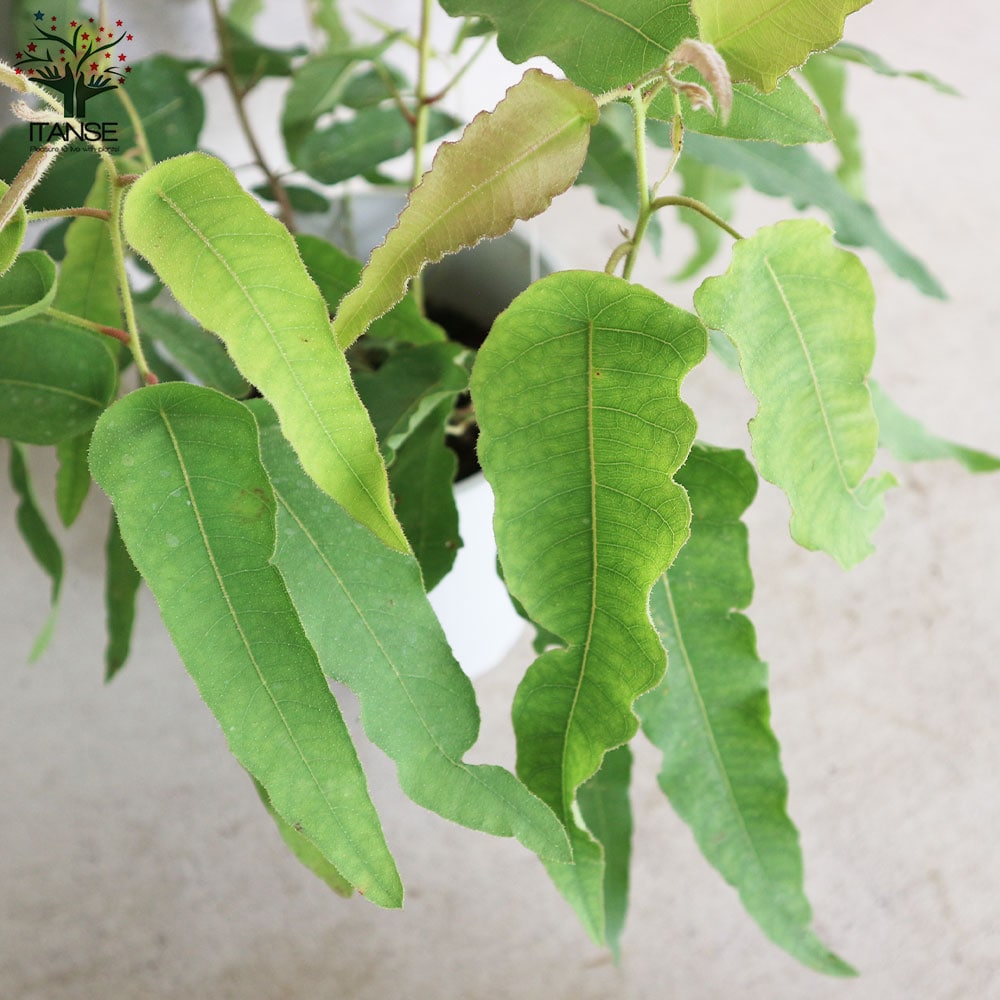 レモンユーカリ 【ハーブの苗 6号鉢 植木/1個売り】