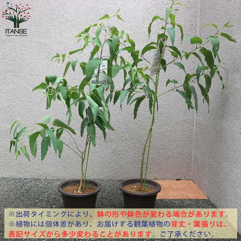 レモンユーカリ 【ハーブの苗 6号鉢 植木/1個売り】