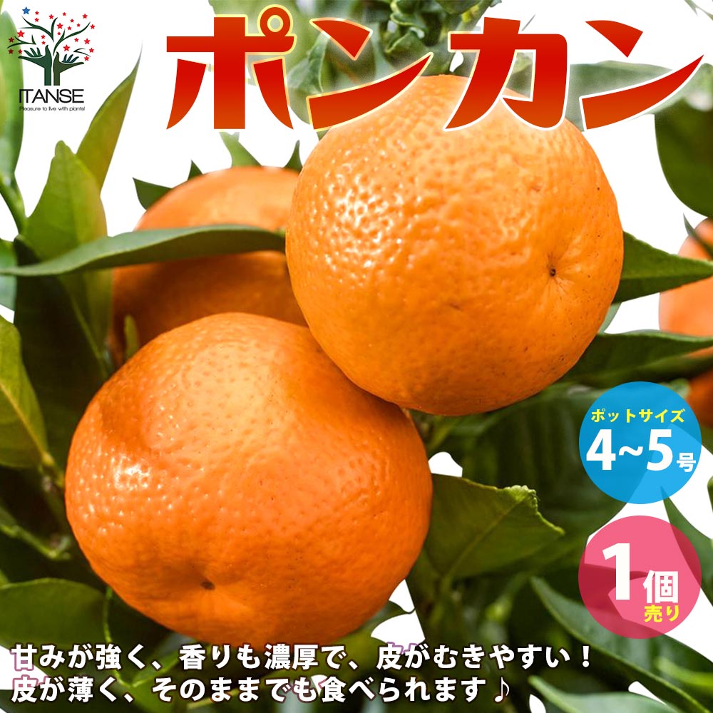 みかんの苗 ポンカン【果樹の苗木 4～5号ポット 接木苗／1個売り】