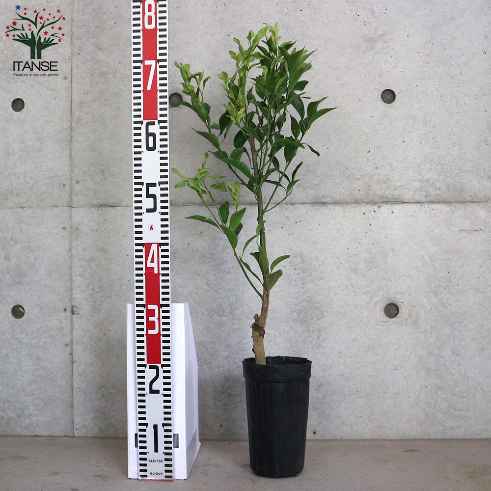 みかんの苗 ポンカン【果樹の苗木 4～5号ポット 接木苗／1個売り】