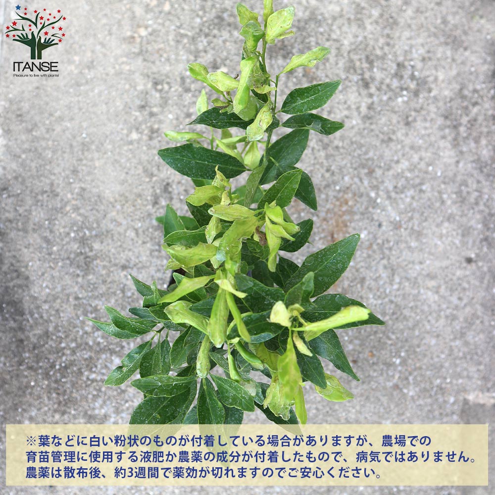 みかんの苗 ポンカン【果樹の苗木 4～5号ポット 接木苗／1個売り