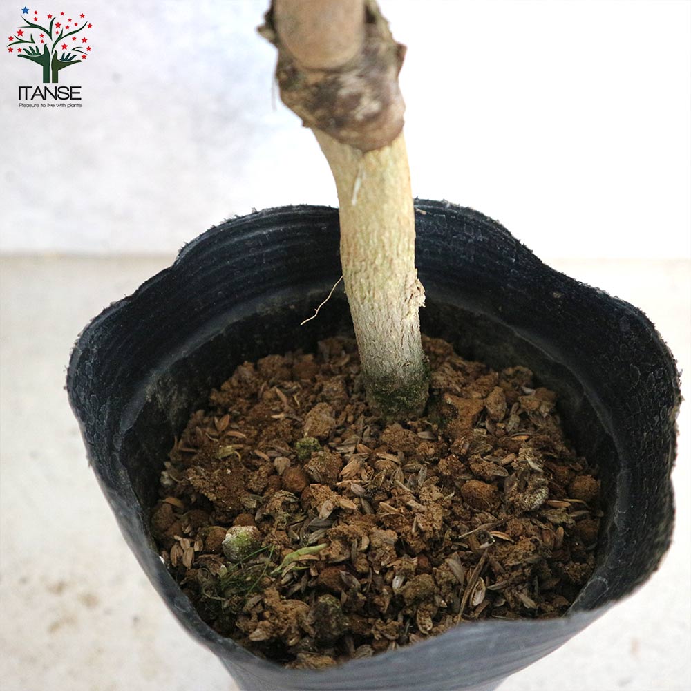 みかんの苗 ポンカン【果樹の苗木 4～5号ポット 接木苗／1個売り】